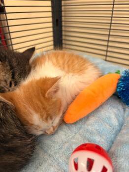 Mufasa -  Domestic Short Hair Cat for Adoption in Rensselaer, Indiana - Mufasa | PetCurious