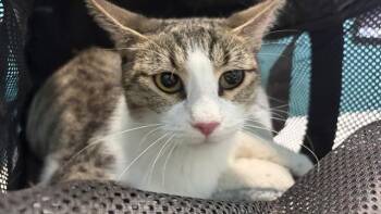 STORM -  Domestic Short Hair Cat for Adoption in Houston, Texas - STORM | PetCurious