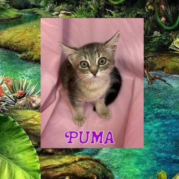 Puma -  Domestic Medium Hair Cat for Adoption in Royse City, Texas - Puma | PetCurious
