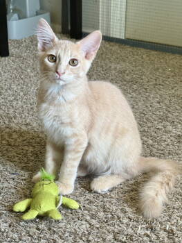 Rescue Domestic Medium Hair Cats for Adoption in Phoenix, Arizona - David | PetCurious