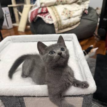 Ash -  Domestic Short Hair Cat for Adoption in Jersey City, New Jersey - Ash | PetCurious