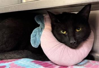 Domestic Short Hair Cats Available for Adoption in Aurora, Illinois - ANTONOVKA | PetCurious