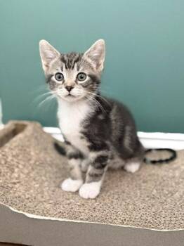Bean -  Domestic Short Hair Cat for Adoption in Pittsboro, North Carolina - Bean | PetCurious