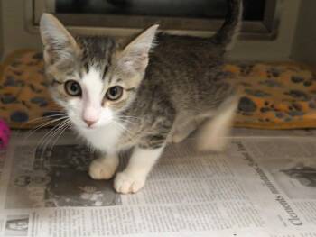 Banana -  Domestic Short Hair Cat for Adoption in Rowlett, Texas - Banana | PetCurious