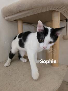 Sophie -  Domestic Short Hair Cat for Adoption in Vacaville, California - Sophie | PetCurious