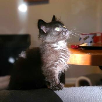 Rescue Domestic Medium Hair Cats for Adoption in Evansville, Indiana - Dogma | PetCurious