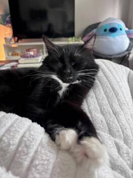 Fidilly -  Domestic Medium Hair and Domestic Short Hair Cat for Adoption in Chamblee, Georgia - Fidilly | PetCurious