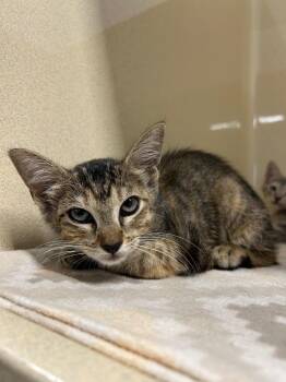 Patchy -  Domestic Short Hair Cat for Adoption in Gautier, Mississippi - Patchy | PetCurious
