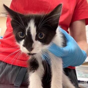 Hickory -  Domestic Short Hair Cat for Adoption in Birmingham, Alabama - Hickory | PetCurious