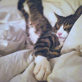 Rescue Domestic Short Hair Cats for Adoption in Wheeling, Illinois - Romeo | PetCurious