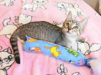 Cornelius James -  Bengal and Tabby Cat for Adoption in Miami, Arizona - Cornelius James | PetCurious