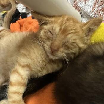 Kenbenz -  Domestic Short Hair Cat for Adoption in Walnut Creek, California - Kenbenz | PetCurious