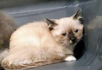 TRINITY -  Domestic Short Hair Cat for Adoption in Aurora, Illinois - TRINITY | PetCurious