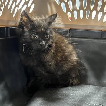 Cersi -  Domestic Medium Hair Cat for Adoption in Newark, New Jersey - Cersi | PetCurious