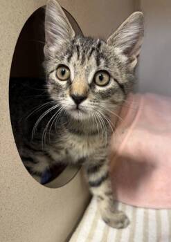 Tamera -  Domestic Short Hair Cat for Adoption in New Hope, Pennsylvania - Tamera | PetCurious