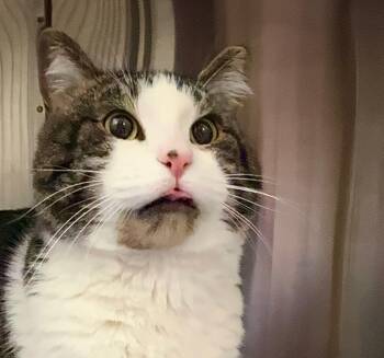 Domestic Short Hair Cats Available for Adoption in Portland, Oregon - Beef | PetCurious