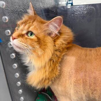 Ivy Flora -  Domestic Long Hair Cat for Adoption in Eagle Mountain, Utah - Ivy Flora | PetCurious