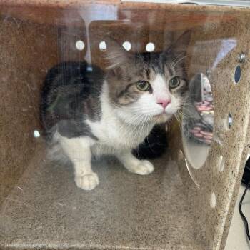 Domestic Short Hair Cats Available for Adoption - Majestic | PetCurious