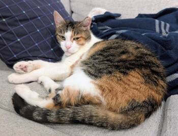 Tigris -  Domestic Short Hair Cat Available for Adoption in Reston, Virginia - Tigris | PetCurious