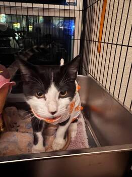 Scoot -  Tabby Cat for Adoption in San Antonio, Texas - Scoot | PetCurious