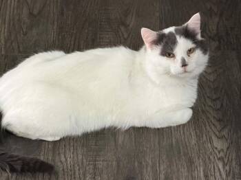 Smudge -  Domestic Short Hair Cat for Adoption in Blaine, Minnesota - Smudge | PetCurious