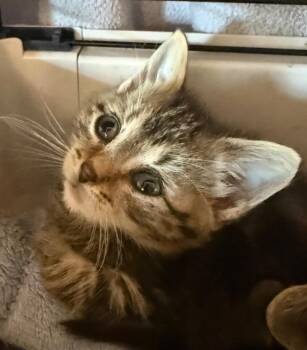 Nala -  Domestic Short Hair Cat for Adoption in Pomona, New York - Nala | PetCurious