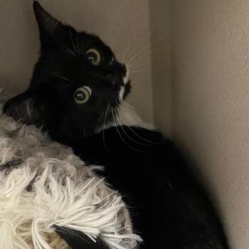 Chaplin -  Domestic Short Hair Cat for Adoption in Pagosa Springs, Colorado - Chaplin | PetCurious