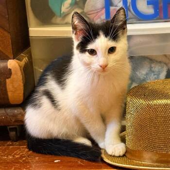 Domestic Medium Hair Cats Available for Adoption - Whopper Jr. | PetCurious