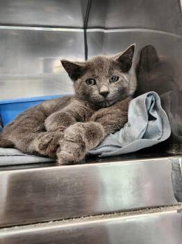 Monaco -  Domestic Short Hair Cat for Adoption in Virginia, Minnesota - Monaco | PetCurious