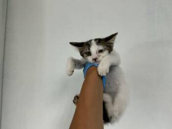 TORI -  Domestic Short Hair Cat for Adoption in San Bernardino, California - TORI | PetCurious