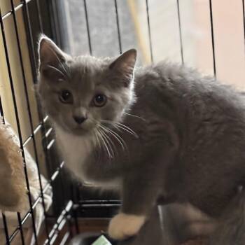 Queso -  Domestic Short Hair Cat for Adoption in Inwood, West Virginia - Queso | PetCurious