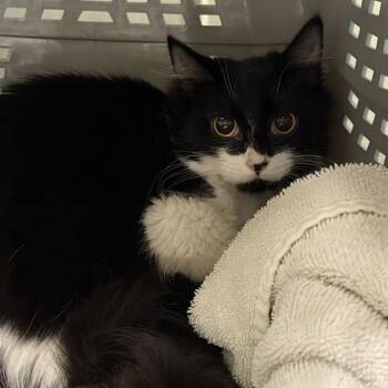 NES -  Domestic Long Hair Cat for Adoption in Methuen, Massachusetts - NES | PetCurious