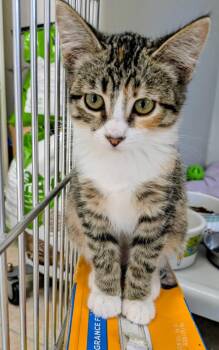 Geena -  Domestic Short Hair Cat for Adoption in Eureka, California - Geena | PetCurious