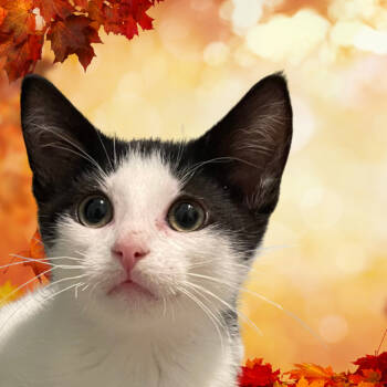 Rescue Domestic Short Hair Cats for Adoption in Canton, Illinois - Mikey | PetCurious