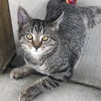 Scat Cat -  Domestic Short Hair Cat for Adoption in Smithville, Tennessee - Scat Cat | PetCurious