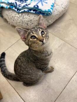 Rescue Tabby Cats for Adoption in Centralia, Illinois - Frodo | PetCurious