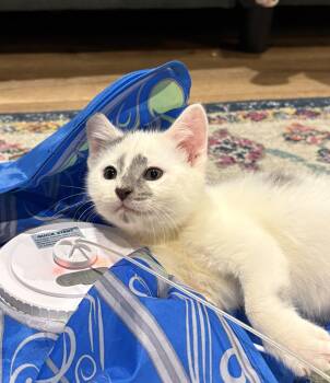 Domestic Short Hair Cats Available for Adoption - Roly Poly | PetCurious