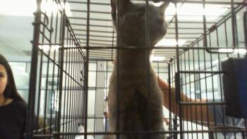 A1267968 -  Domestic Short Hair Cat for Adoption in Charlotte, North Carolina - A1267968 | PetCurious