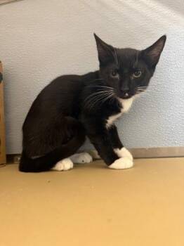 Harlow -  Domestic Short Hair Cat for Adoption in West Chester, Pennsylvania - Harlow | PetCurious
