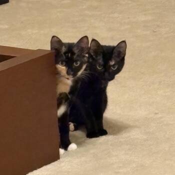 Meekeh & Tsuki -  Domestic Short Hair and Calico Cat for Adoption in Liverpool, Texas - Meekeh & Tsuki | PetCurious