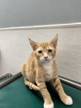 Kitten 27954 (Chuckie) -  Tabby Cat for Adoption in Parlier, California - Kitten 27954 (Chuckie) | PetCurious