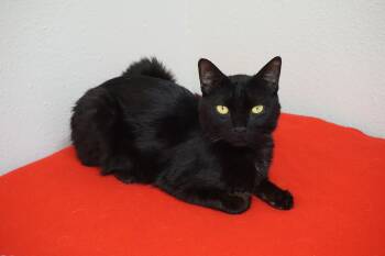 Domestic Short Hair Cats Available for Adoption in Fountain Hills, Arizona - Bojo | PetCurious