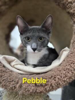 Pebble & Taco -  Domestic Short Hair Cat for Adoption in West Palm Beach, Florida - Pebble & Taco | PetCurious