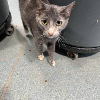 Venus -  Domestic Short Hair Cat for Adoption in Berryville, Virginia - Venus | PetCurious