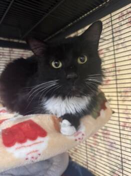 Domestic Medium Hair Cats Available for Adoption - ELLIOT | PetCurious