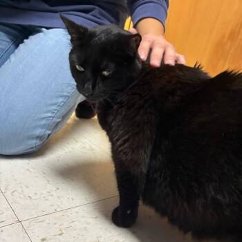 Kathy Adams -  Domestic Short Hair Cat for Adoption in Philadelphia, Pennsylvania - Kathy Adams | PetCurious
