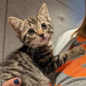 Ackee -  Domestic Short Hair Cat for Adoption in Salt Lake City, Utah - Ackee | PetCurious