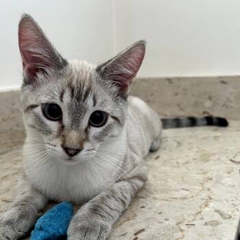 Rescue Domestic Short Hair and Siamese Cats for Adoption in Los Angeles, California - Mango | PetCurious