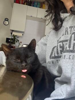 Wilbur -  American Shorthair Cat for Adoption in New York, New York - Wilbur | PetCurious