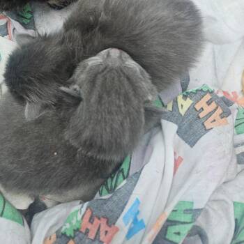 Domestic Medium Hair Cats Available for Adoption in Ringtown, Pennsylvania - Cloudy | PetCurious